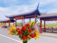 -泗洪洪泽湖湿地景区