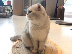 -飞行喵MR PILOT|猫舍·猫咖(静安大融城店)
