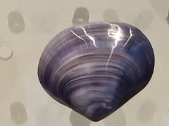-海合安武汉极地海洋公园