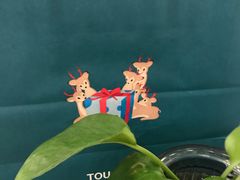 -TOUCH泰奇(宝杨宝龙广场店)