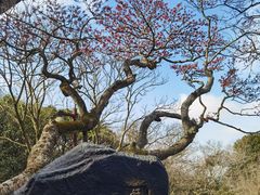 -普陀山风景区-佛顶山
