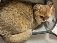 -瑞派康怡24h宠物医院·犬猫医疗中心·微创绝育(瑞景分院)