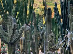 -深圳仙湖植物园