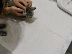 -派特宠物医院(圆融广场店)