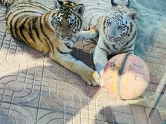 -西霞口神雕山野生动物世界