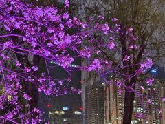 -西北湖绿化广场