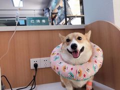-联合动物医院(光谷诊疗中心)