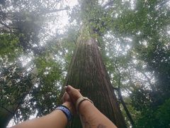 -天目山大树王景区