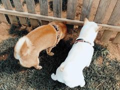 -趣玩宠物乐园寄养训犬训狗游泳池