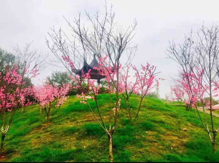 墨潭桃花岛风景区"在朋友圈看朋友拍的桃花岛照片挺好看的,但.