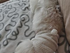 -创凡宠物医院·骨专科  猫科中心(西乡分院)