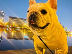 -瑞派宠物医院·犬猫全科·猫友好(宾水西道店)