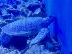 -海合安天津极地海洋公园