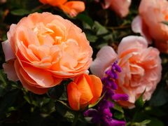 -人民公园(罗湖区)