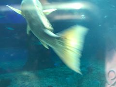 -北戴河圣蓝海洋公园