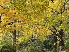 -千年银杏谷文化旅游区
