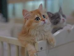 -70cat德文卷毛猫·缅因猫纯种猫舍