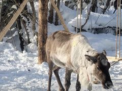-亚布力新体委滑雪场