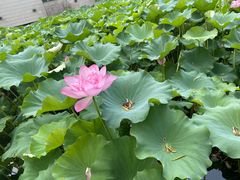 -绍兴鉴湖君澜大酒店