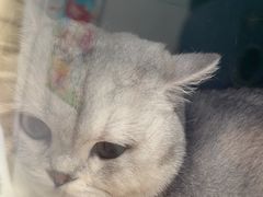 -佳雯宠物医院(四明中路分院)