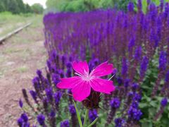 -永定河休闲森林公园