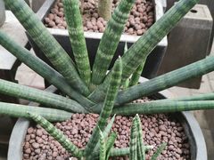 -秦美花卉(天朗·莱茵小城2期店)