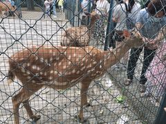 -长白岛森林公园