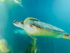 -广东惠东海龟国家级自然保护区