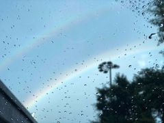 -探窝·竹笙椰子鸡(杨箕店)