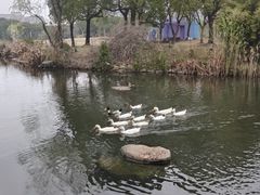-新江湾城公园