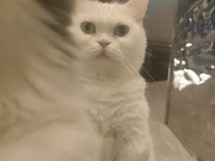 -MOCHA明星猫咖(田子坊店)