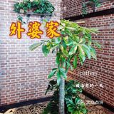 天津探店｜外婆叫你吃饭喽[胜利]