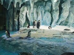 -帝企鹅自助餐厅•儿童岛•真企鹅(长隆企鹅酒店)