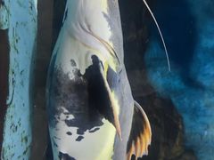 -苏州海洋馆