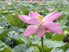 -莲池书院博物馆