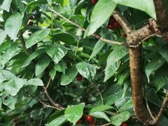 -樱桃山旅游景区