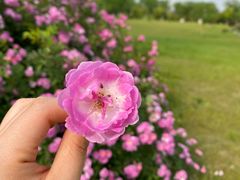 -九里河湿地公园