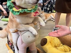 -逗柴咖啡屋·狗咖猫咖宠物桌游