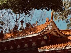 -深圳仙湖植物园