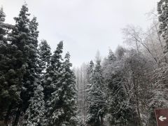 -武陵山森林公园