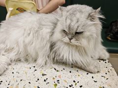 -安格丽娜·狗咖·猫咖羊驼咖(春熙路百盛商场店)