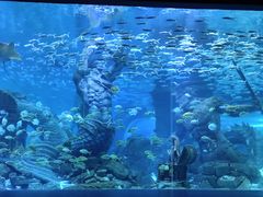 -哈尔滨波塞冬海底世界
