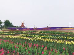 -杭州湾海上花田景区