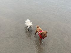 -碧海金沙