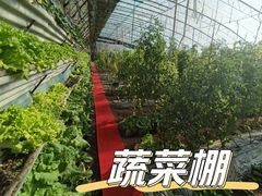 -大自然农场蔬菜草莓采摘园