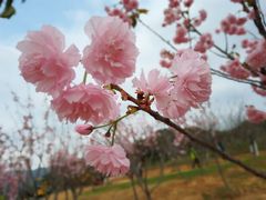 -天适樱花悠乐园