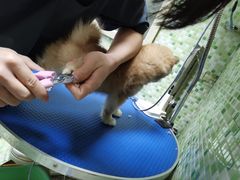 -瑞鹏宠物医院·微创内窥镜·骨外科·牙科(翠竹分院)