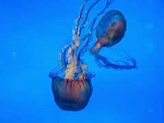 -太平洋海底世界