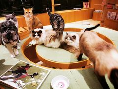 -CAT’S MEWSTAR CAFE·喵星球猫屋(晴湾咖啡店)