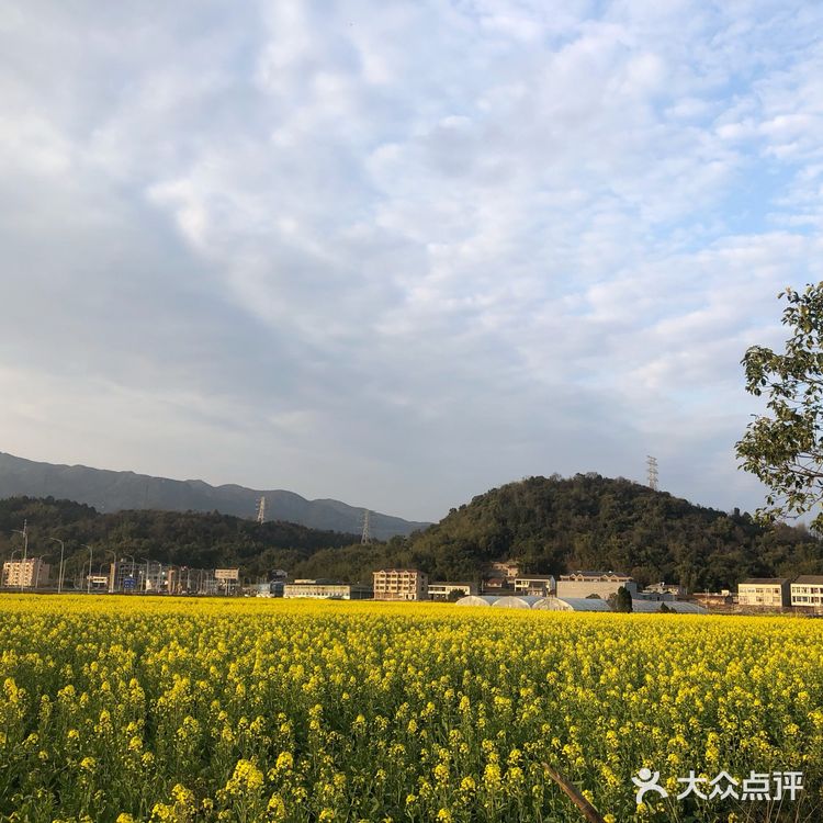 湖岭 桐浦油菜花 春季赏景好去处